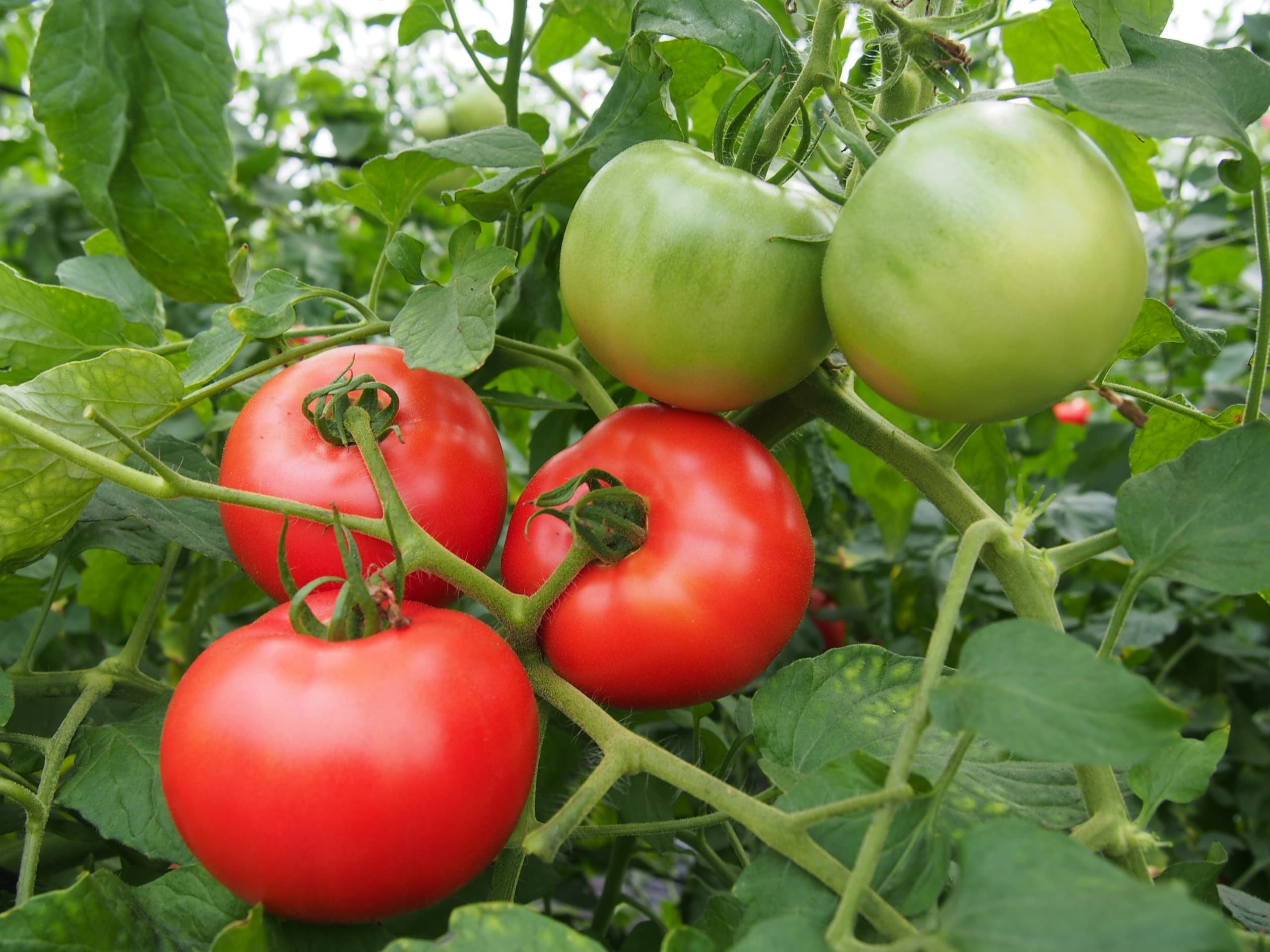 日南町特産のトマト画像